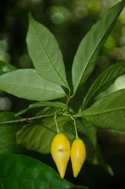   Fruits:   Tabernanthe iboga ; Photo by Ehoarn Bidault [Bidault 3939], gbif.org
